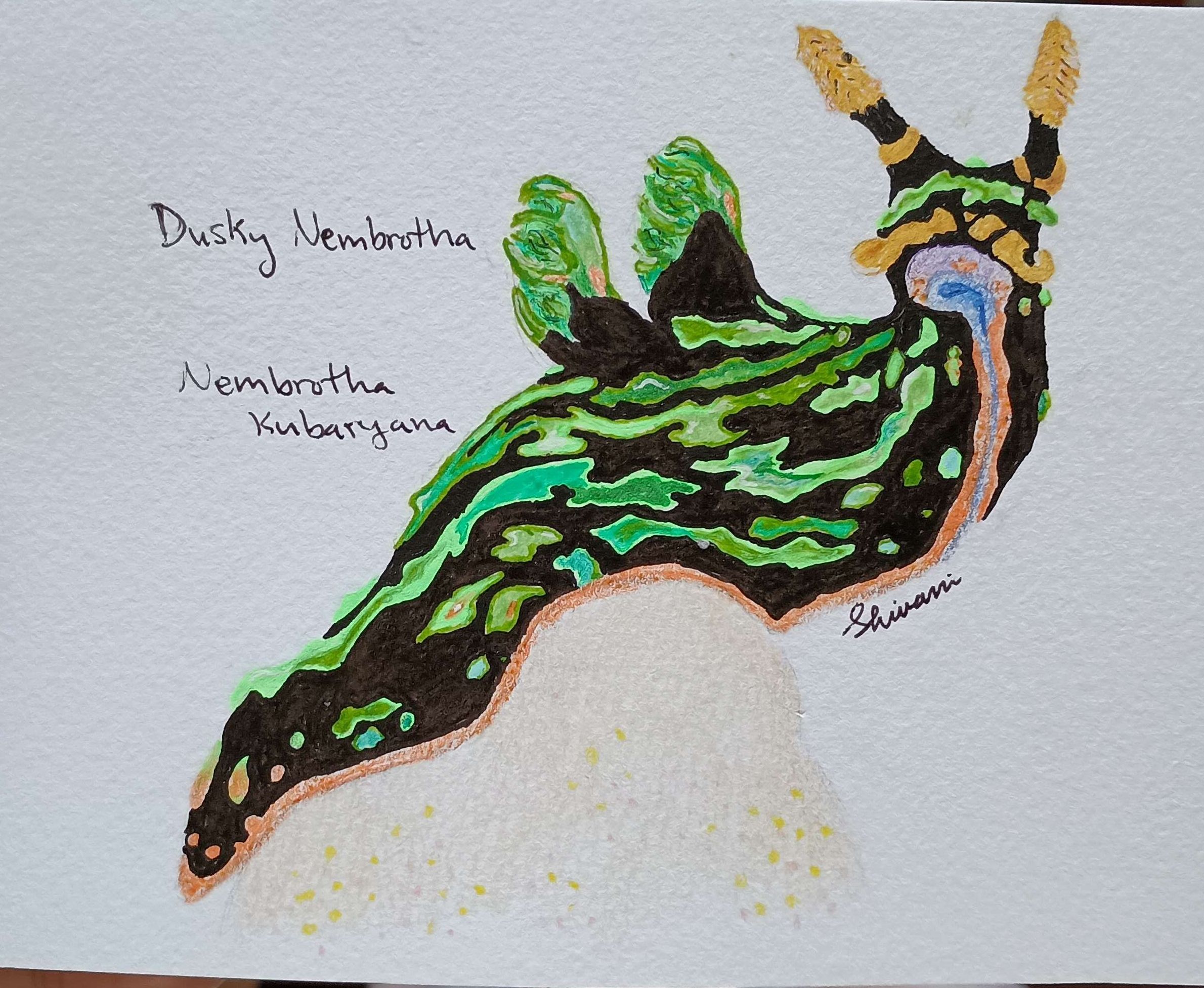 Dusky Nembrotha Nudibranch-Mixed Media, Pen, Watercolor, Colored Pencil